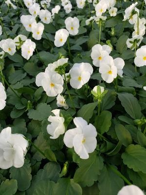 VIOLA Penny White